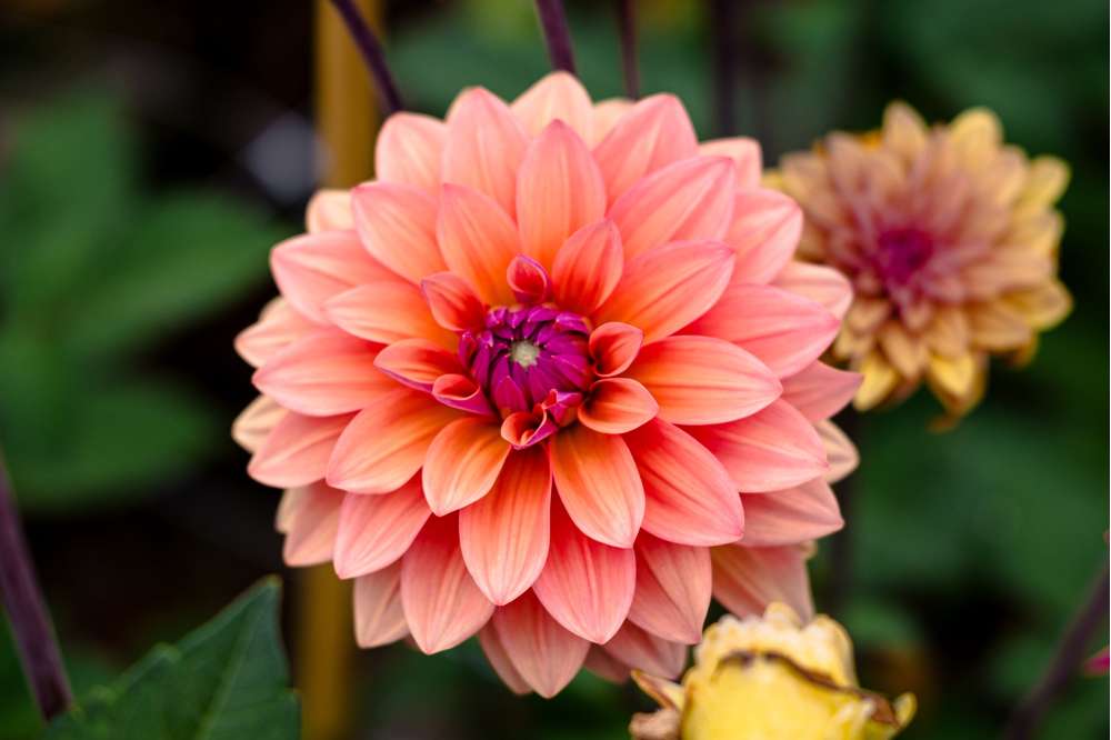 Dahlia 'American Dawn'